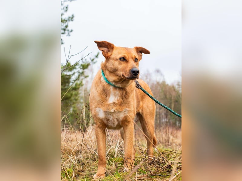 Ruhiges Zuhause für Margo gesucht