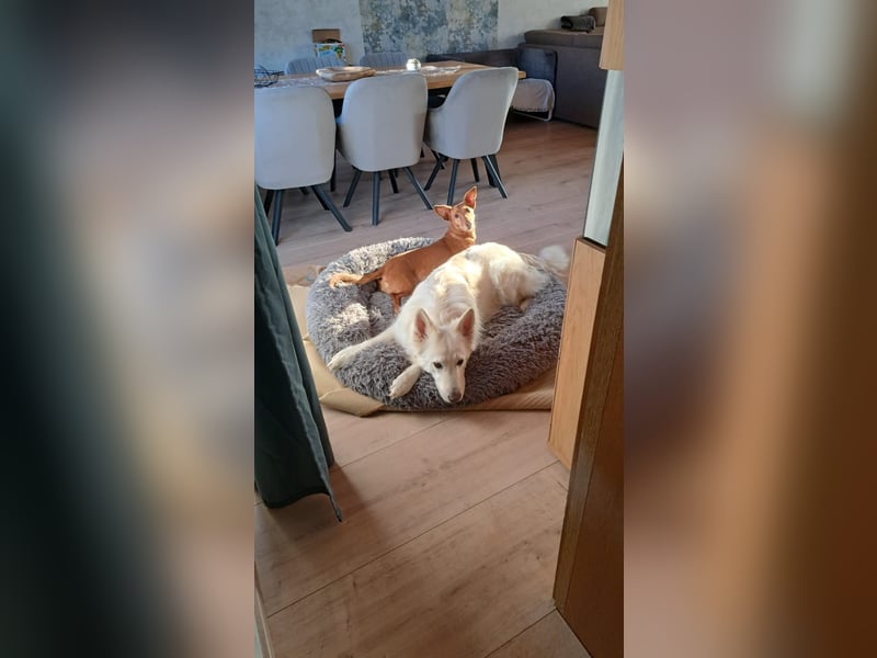 TARA braucht DRINGEND ein neues Zuhause oder eine Pflegefamilie
