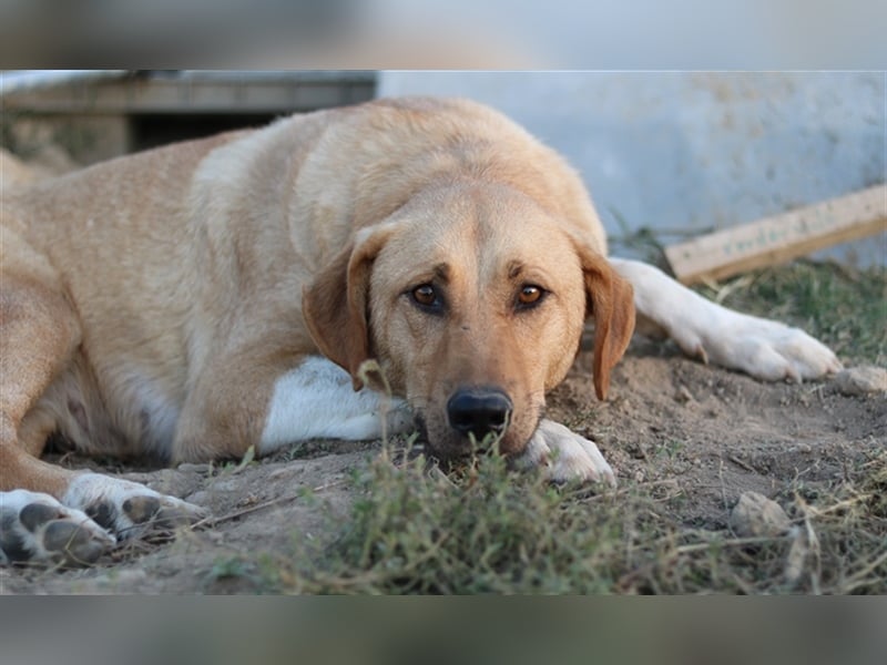 Lanelle, geb. 06/2016, lebt in GRIECHENLAND, im städt. Tierheim Serres