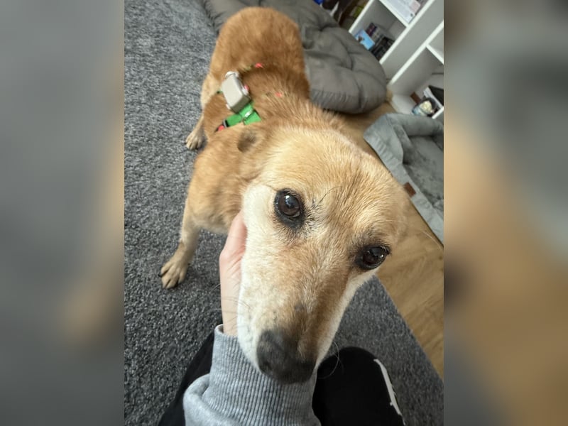 verschmuste Zoey