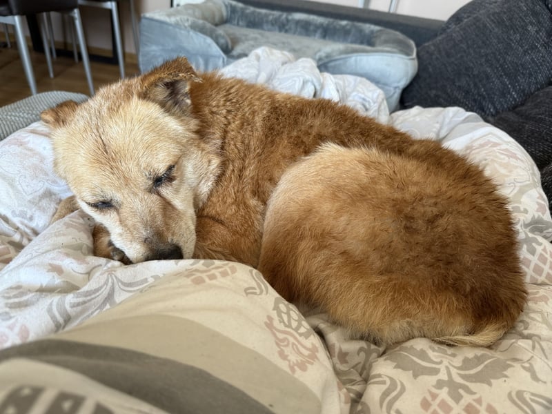verschmuste Zoey