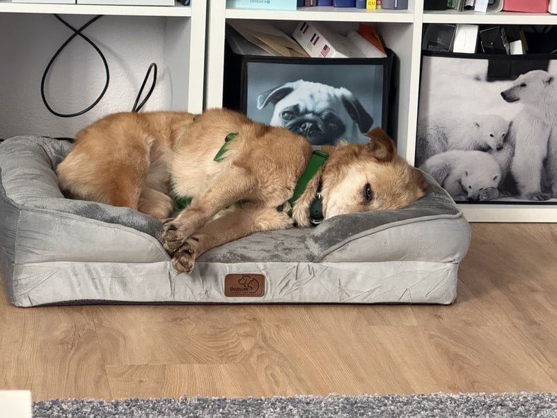 verschmuste Zoey