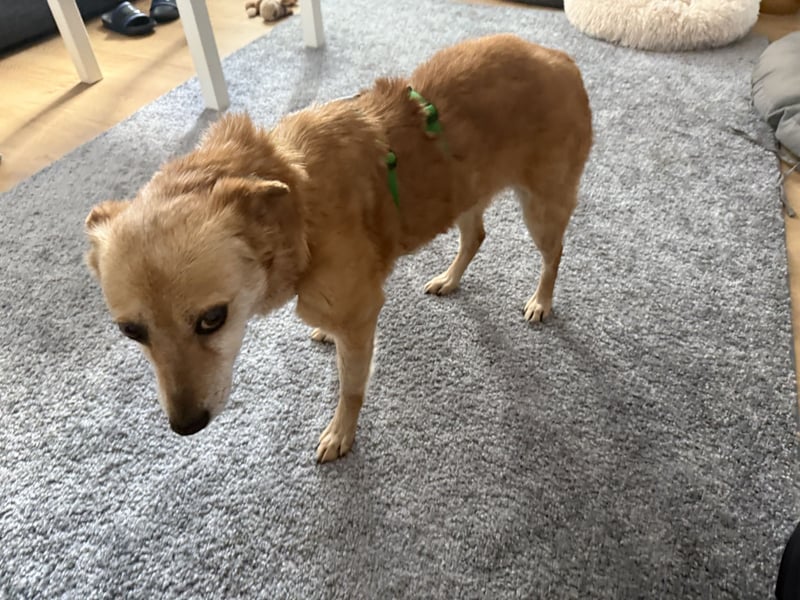 verschmuste Zoey