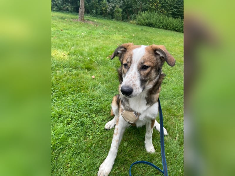 Verschmuste Nelly(9 Mon,47 cm, 19 kg) sucht liebevolles Zuhause