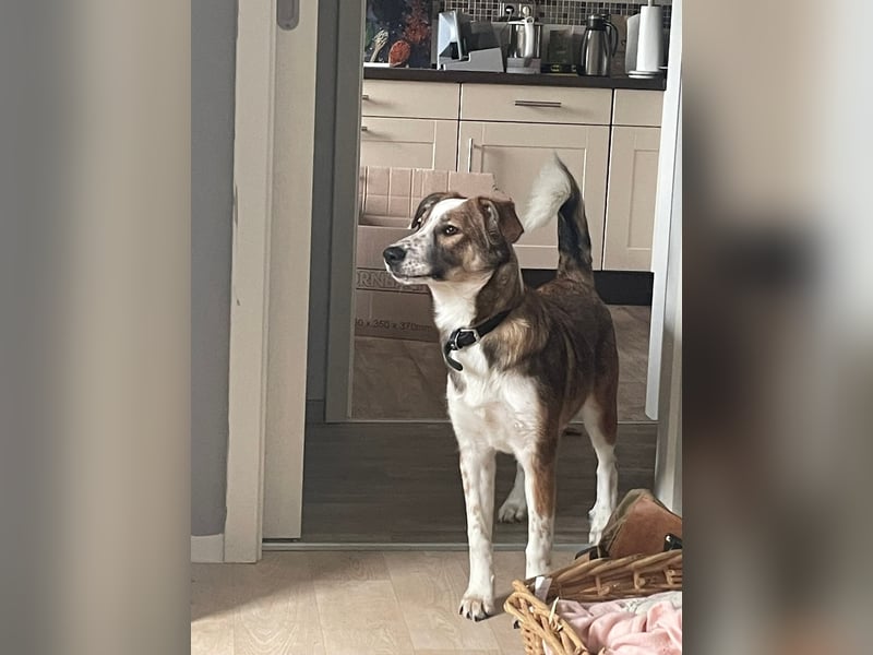 Verschmuste Nelly(9 Mon,47 cm, 19 kg) sucht liebevolles Zuhause