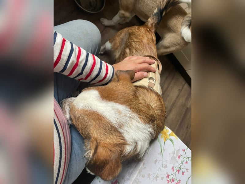 Verschmuste Nelly(9 Mon,47 cm, 19 kg) sucht liebevolles Zuhause
