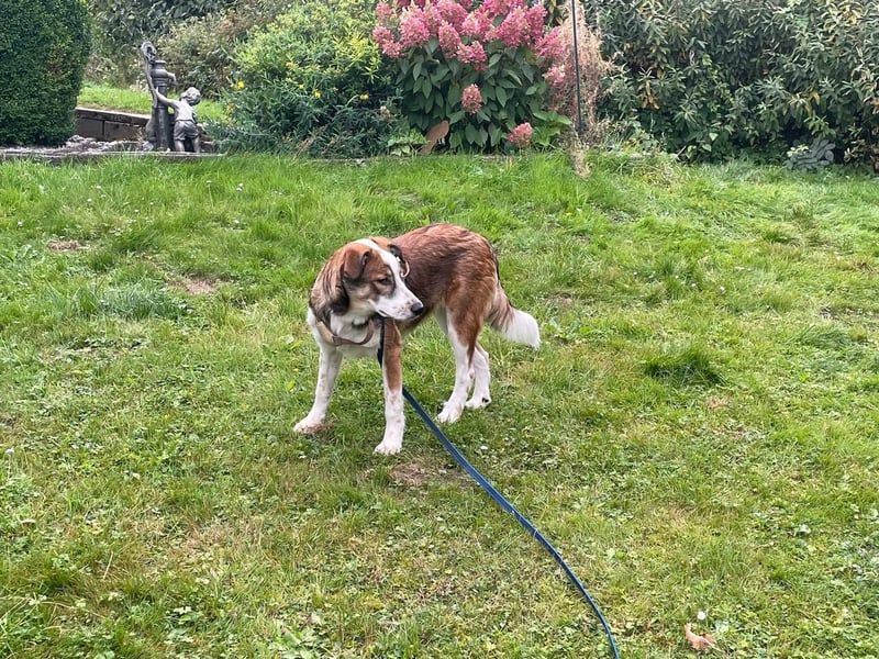 Verschmuste Nelly(9 Mon,47 cm, 19 kg) sucht liebevolles Zuhause