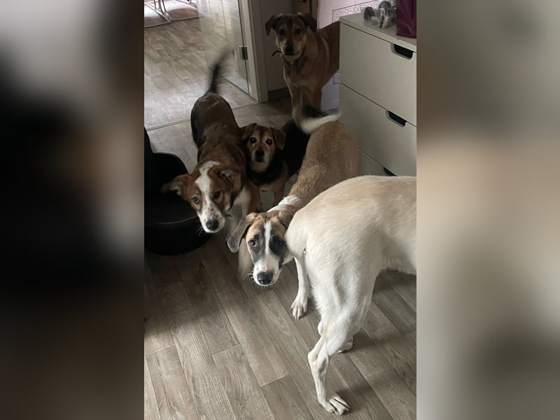 Verschmuste Nelly(9 Mon,47 cm, 19 kg) sucht liebevolles Zuhause