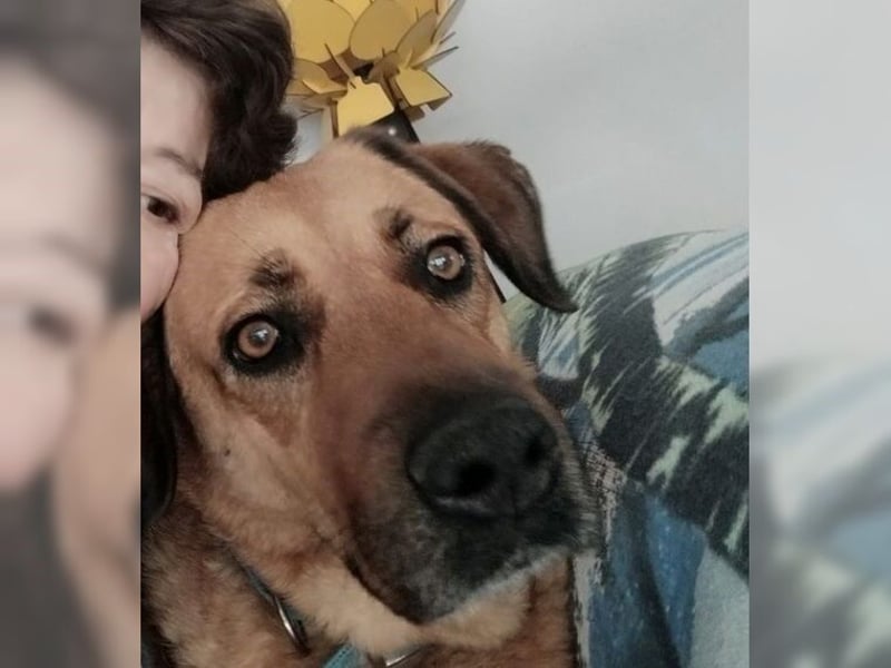 Daisy, familienfreundliche Traumhündin