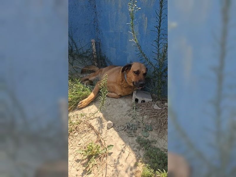 Daisy, familienfreundliche Traumhündin