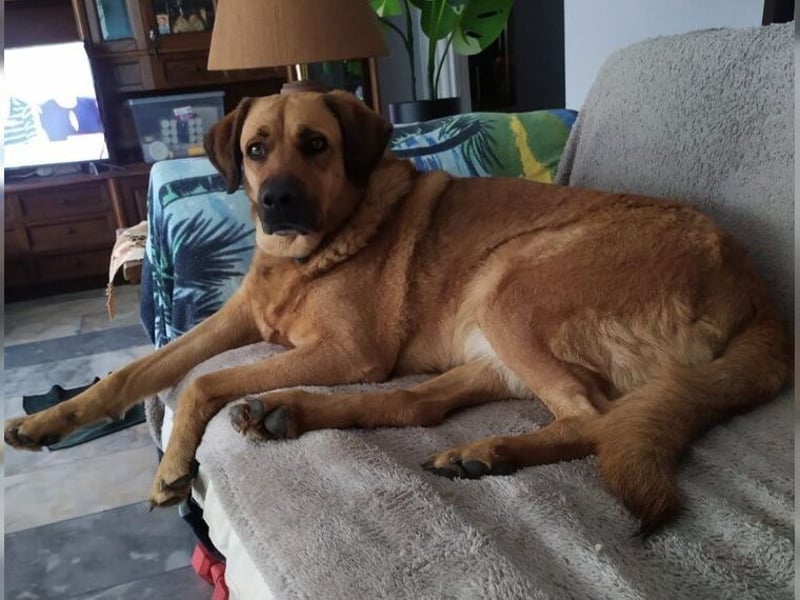 Daisy, familienfreundliche Traumhündin
