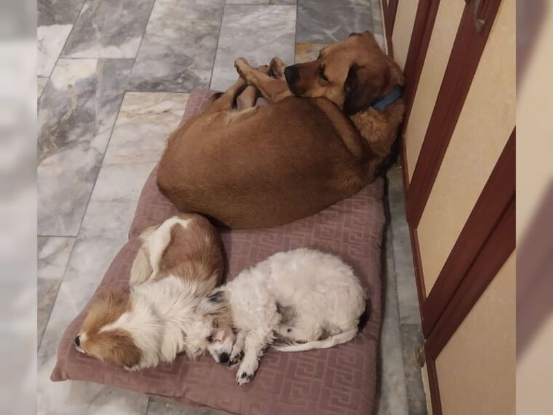 Daisy, familienfreundliche Traumhündin