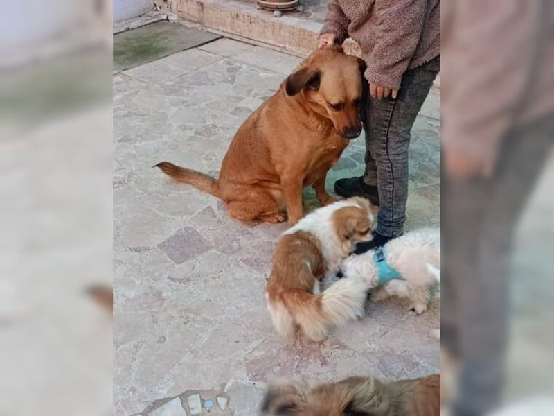 Daisy, familienfreundliche Traumhündin