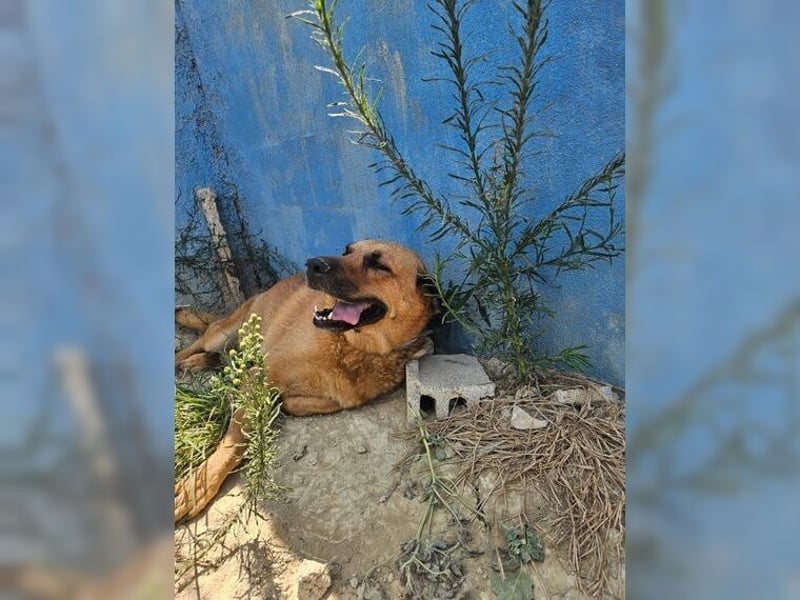 Daisy, familienfreundliche Traumhündin