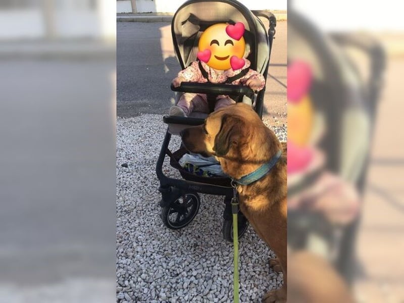 Daisy, familienfreundliche Traumhündin