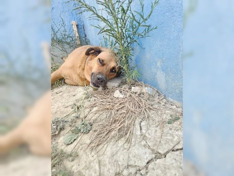 Daisy, familienfreundliche Traumhündin