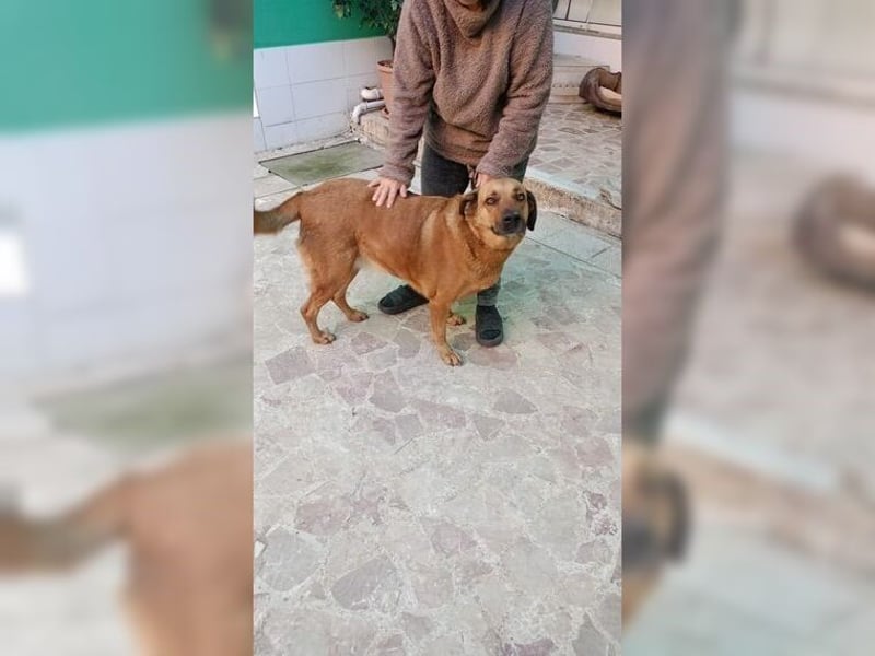 Daisy, familienfreundliche Traumhündin