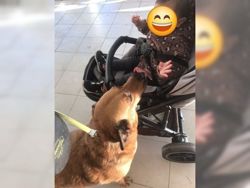 Daisy, familienfreundliche Traumhündin