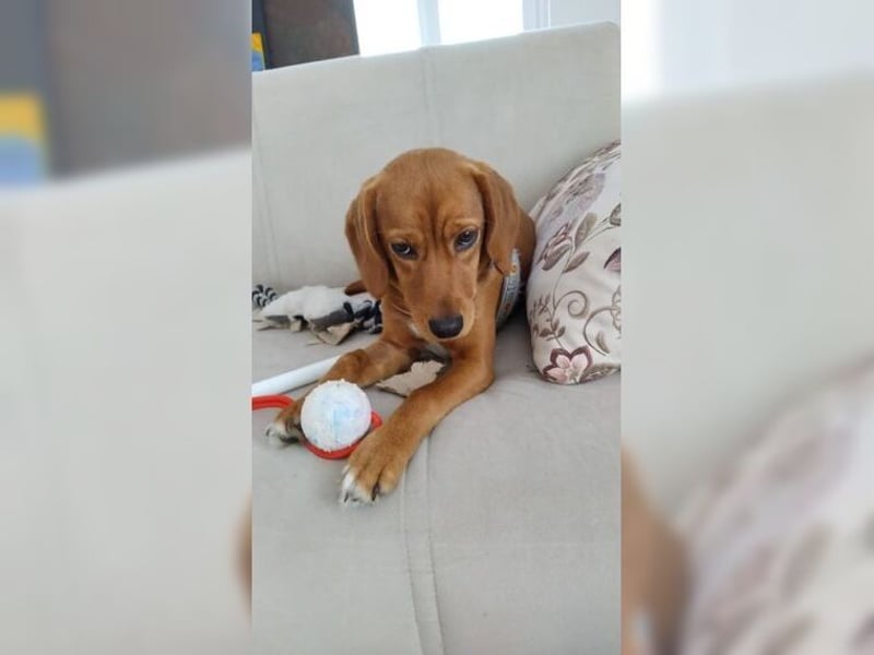 Lustige, soziale, katzenfreundliche Hündin Karamel