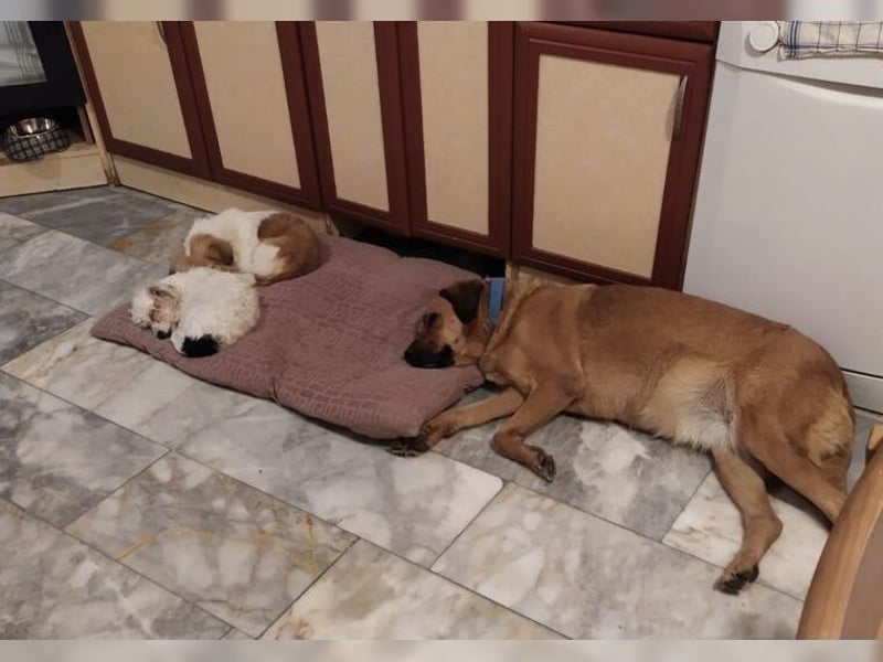 Daisy, familienfreundliche Traumhündin