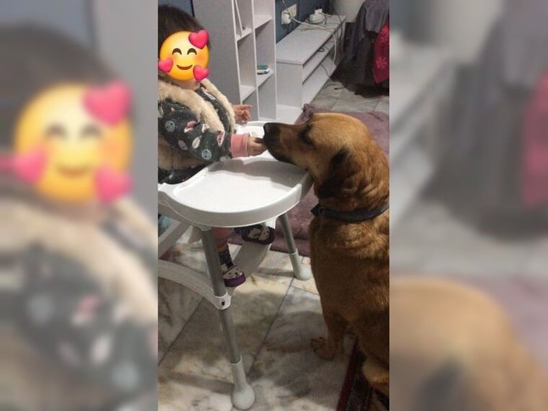 Daisy, familienfreundliche Traumhündin