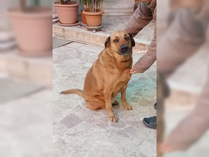 Daisy, familienfreundliche Traumhündin