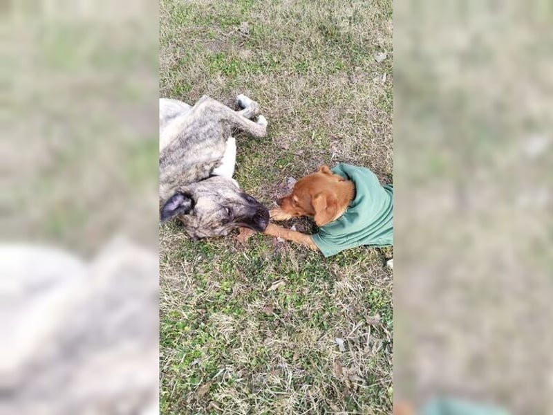 Lustige, soziale, katzenfreundliche Hündin Karamel