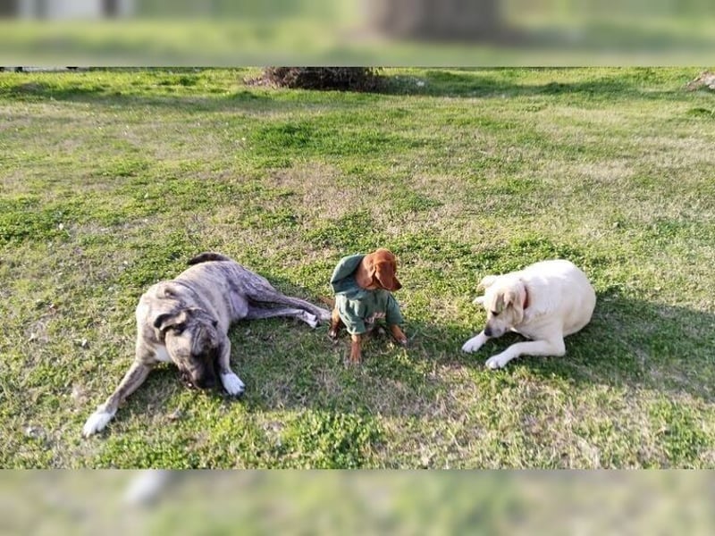 Lustige, soziale, katzenfreundliche Hündin Karamel