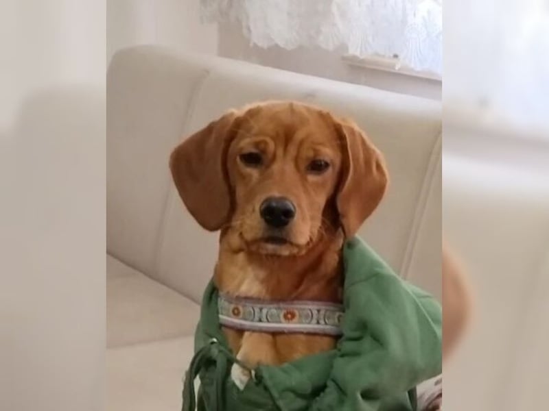 Lustige, soziale, katzenfreundliche Hündin Karamel