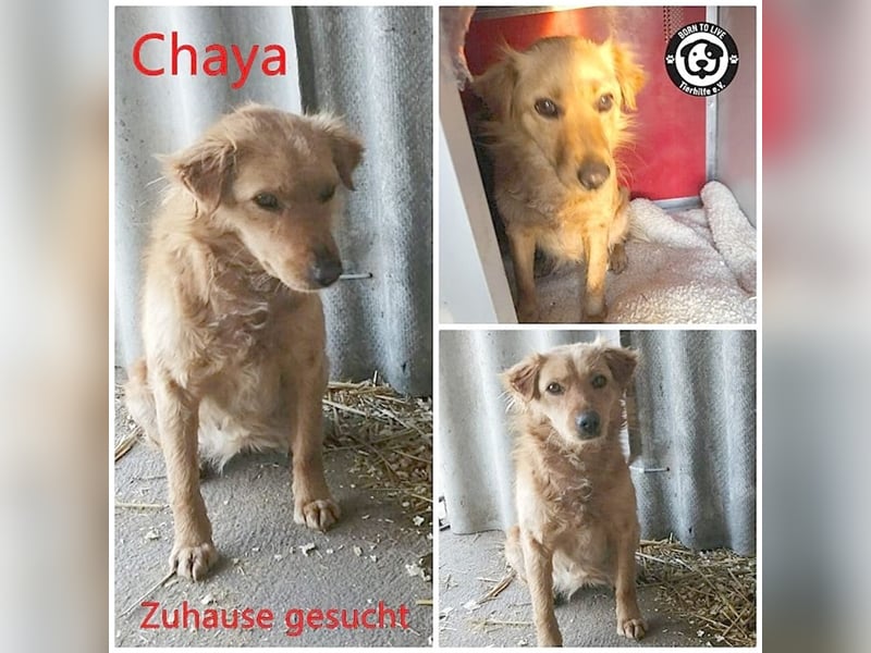 CHAYA, bildhübsche Maus