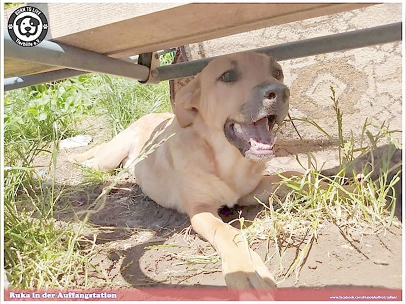 RUKA, süsse, kleine Pechmarie