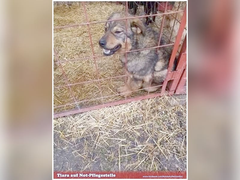 TIARA, eine Traumhündin. Mag Kinder und auch Katzen