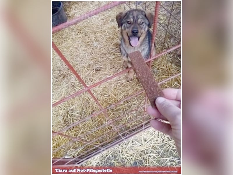 TIARA, eine Traumhündin. Mag Kinder und auch Katzen