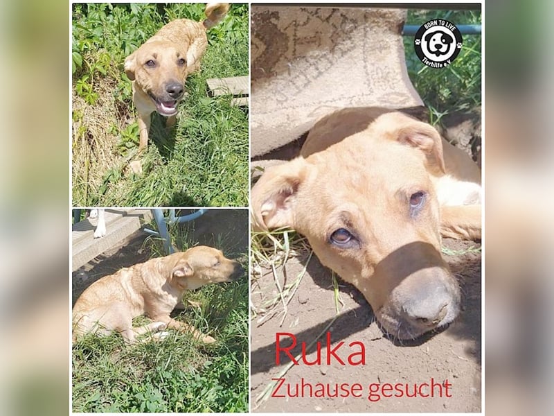 RUKA, süsse, kleine Pechmarie
