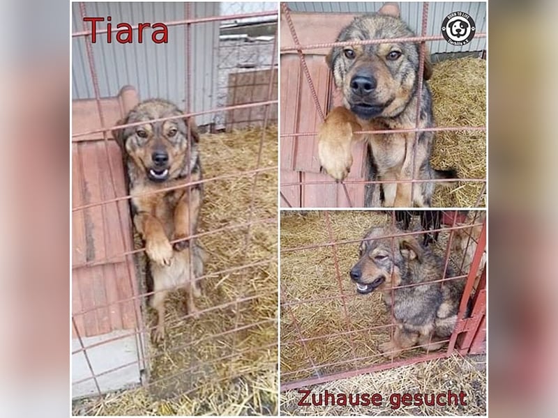 TIARA, eine Traumhündin. Mag Kinder und auch Katzen
