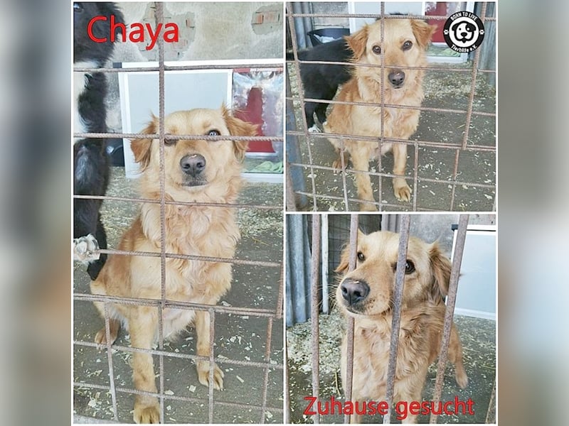 CHAYA, bildhübsche Maus