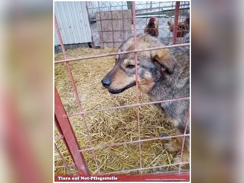 TIARA, eine Traumhündin. Mag Kinder und auch Katzen