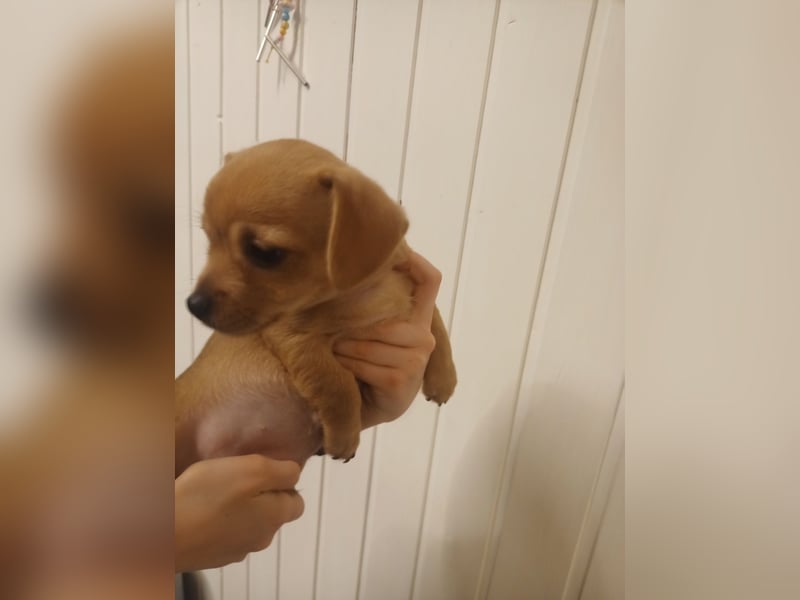 Süße Chorkie-Welpen black and tan & beige MIX !!!