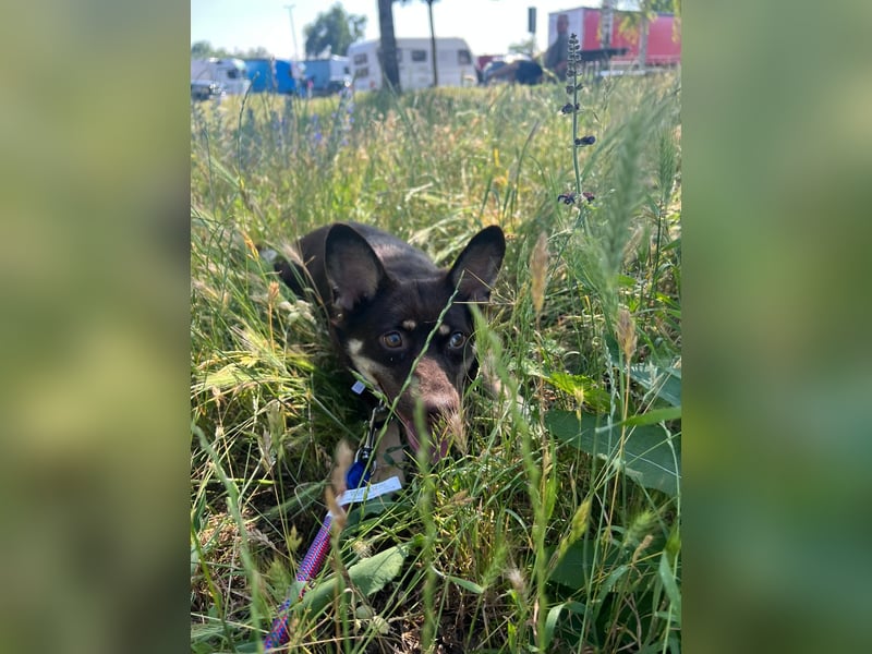 kleine zierliche Bibi aus Gunzenhausen sucht festes Zuhause
