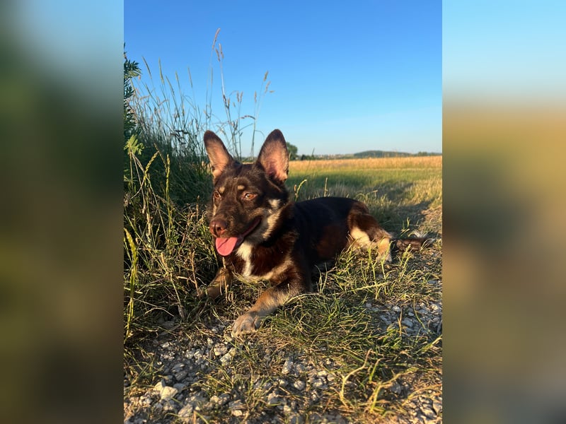 kleine zierliche Bibi aus Gunzenhausen sucht festes Zuhause