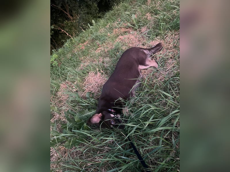 kleine zierliche Bibi aus Gunzenhausen sucht festes Zuhause