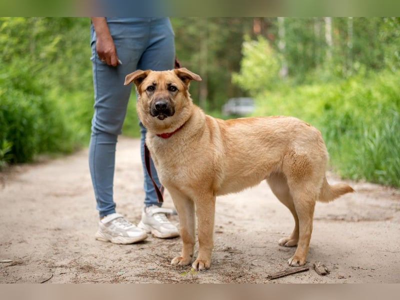 Treue MASHA wird ein perfekter Familienhund