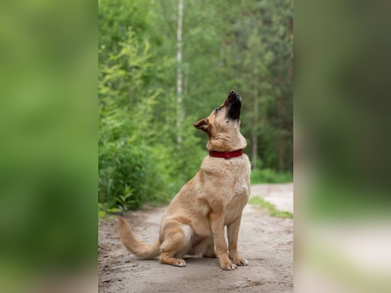 Treue MASHA wird ein perfekter Familienhund