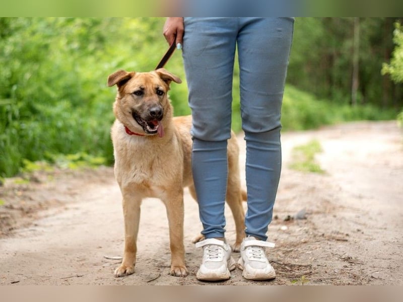 Treue MASHA wird ein perfekter Familienhund