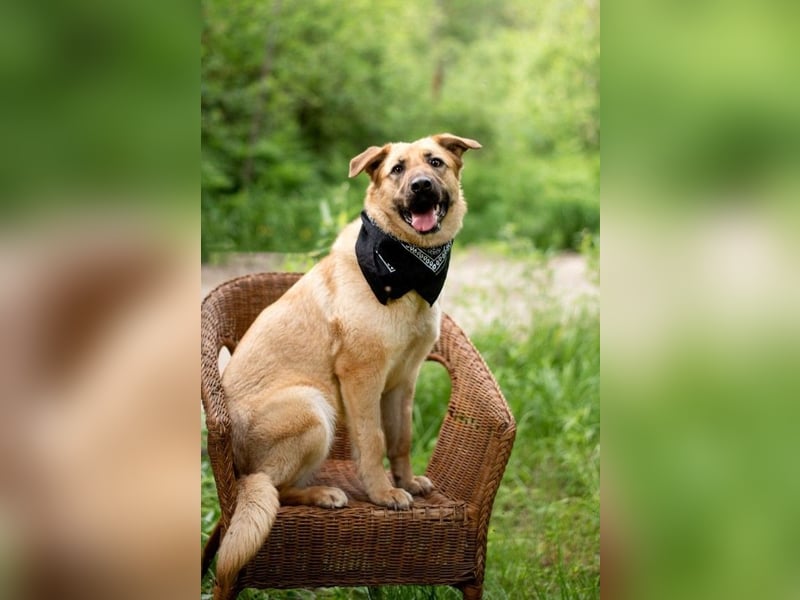 Treue MASHA wird ein perfekter Familienhund