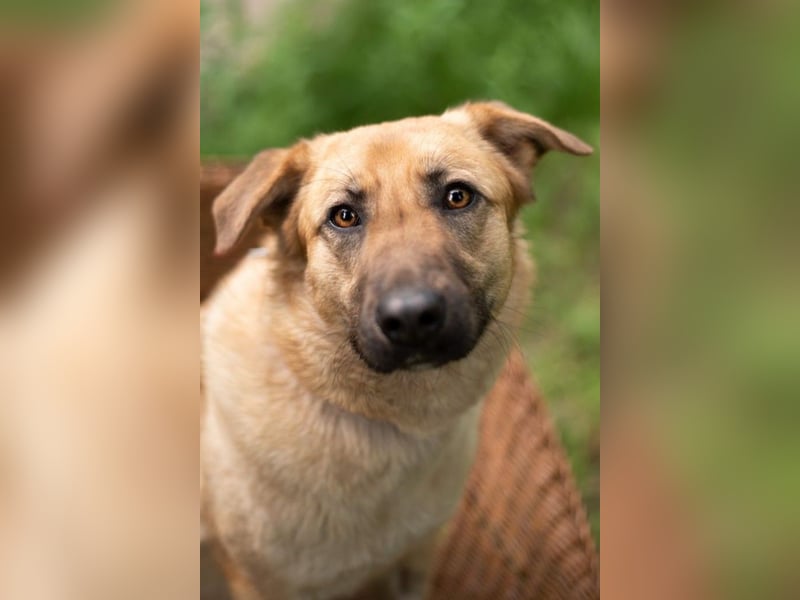 Treue MASHA wird ein perfekter Familienhund