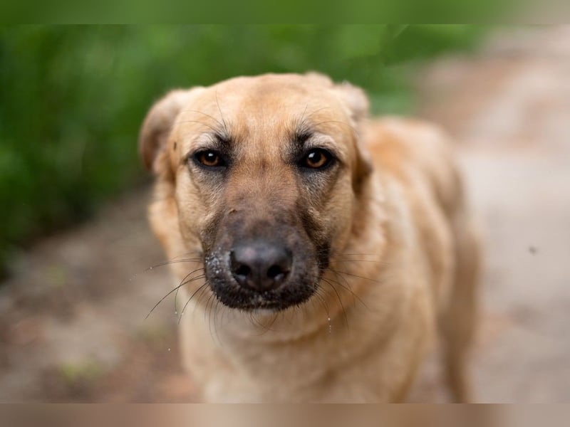 Treue MASHA wird ein perfekter Familienhund