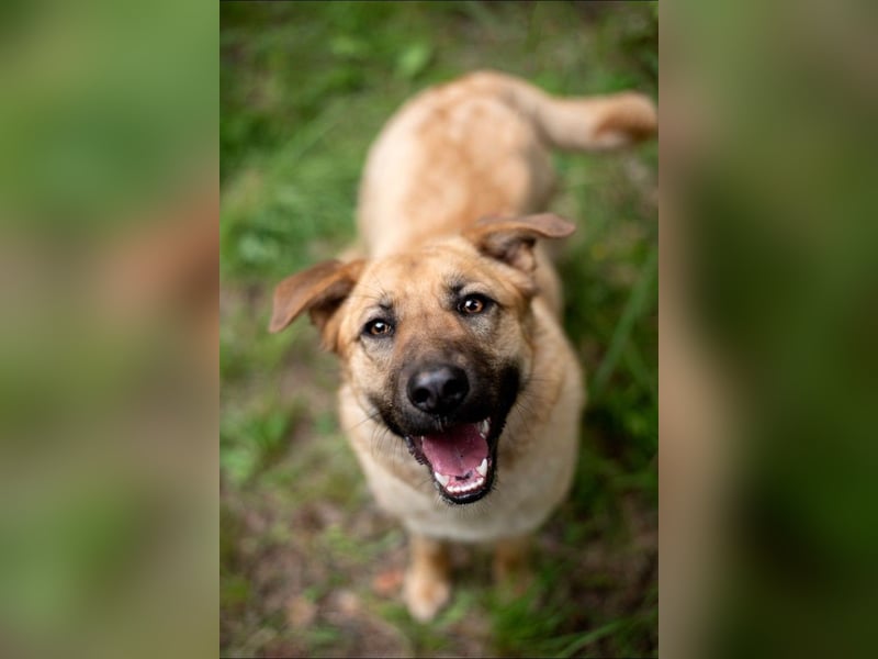 Treue MASHA wird ein perfekter Familienhund