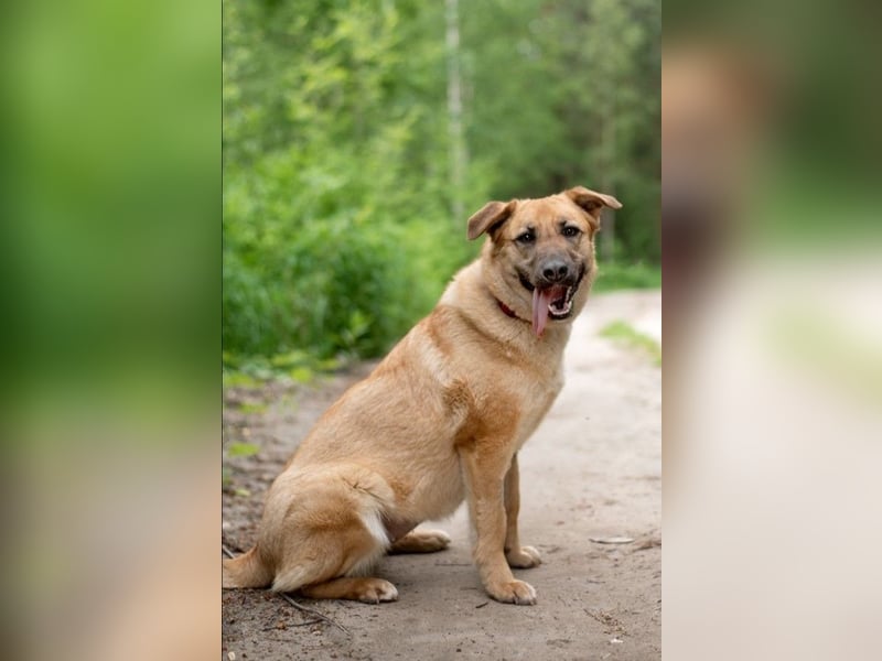 Treue MASHA wird ein perfekter Familienhund