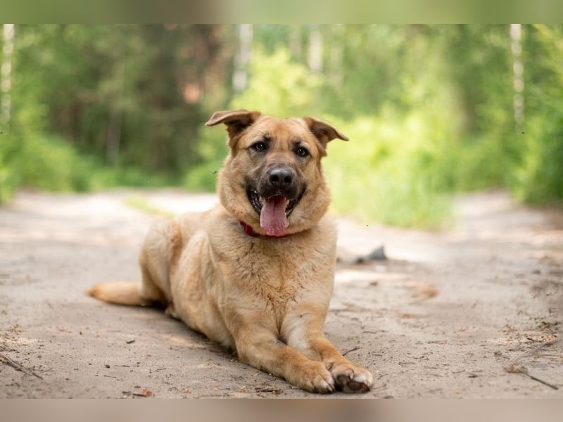Treue MASHA wird ein perfekter Familienhund
